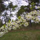 49Cherryblossom